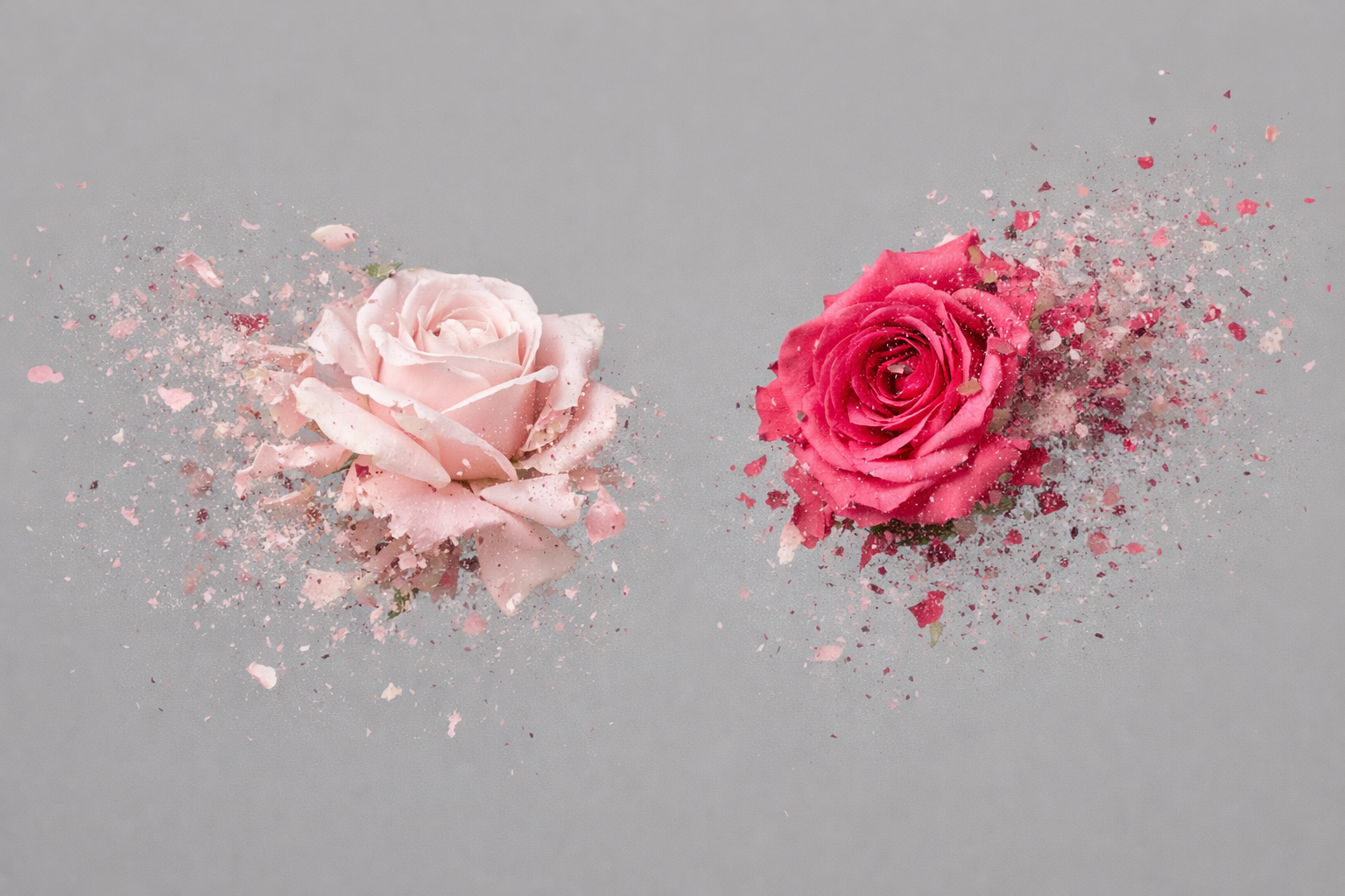 Botanical photography and digital imaging by Patrick Dansey, Scotland